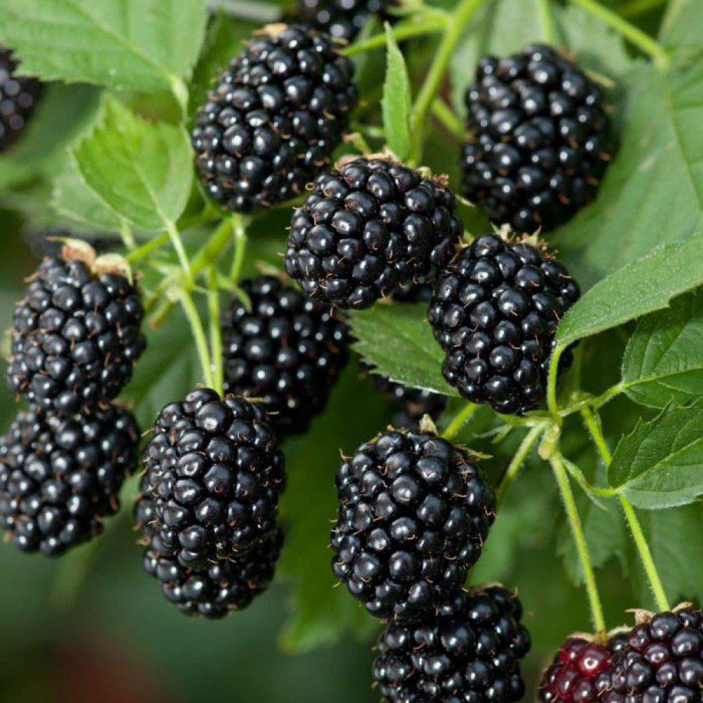 Ежевика Блэк Меджик v5 Tim 