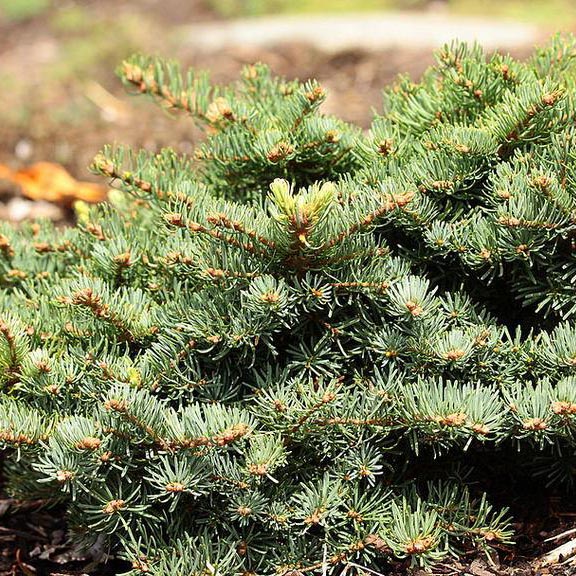 Пихта великолепная Моунт Си C7.5 25-30 cm Sch 