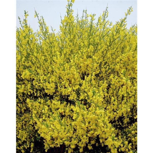 Ракитник Ванесса v2 Lav 