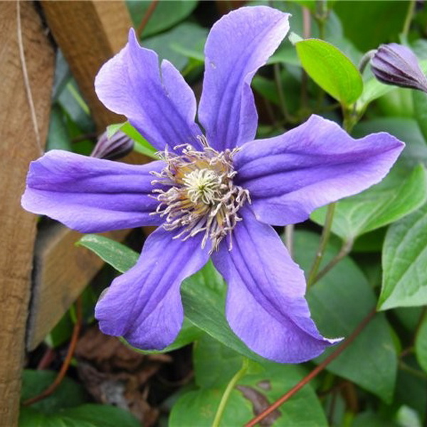 Клематис Сизая птица, Р9 