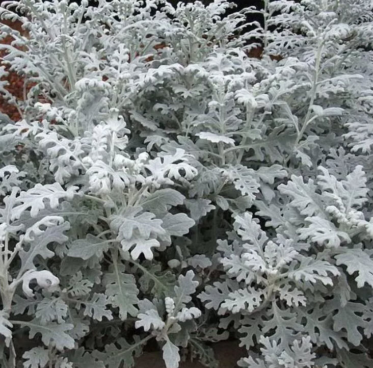 Цинерария в ассорт. кассета 6шт ЦВ 