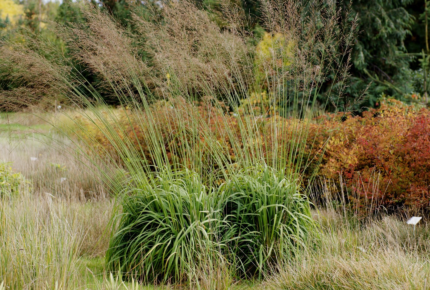 Молиния тростниковая Фонтан v2 Lav 