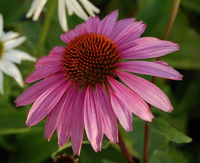 Корневище Эхинацея пурпурная Магнус Супериор I 1шт Поиск 