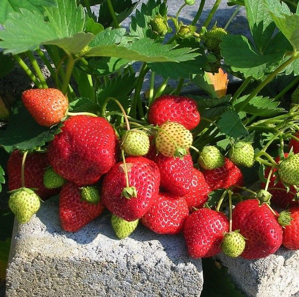 ОсновноеИзображение