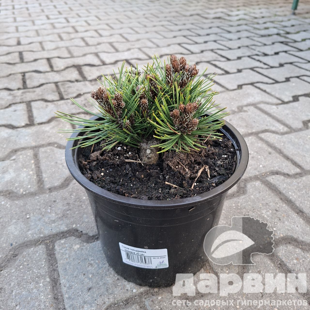 Сосна гельдрейха Шмидта v5 Lav 