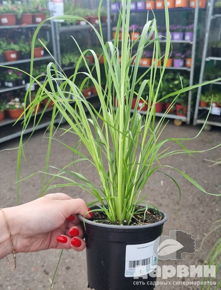 Кортадерия d12 Tim 