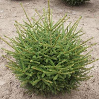 Ель восточная Джевел 30-40 Mt 