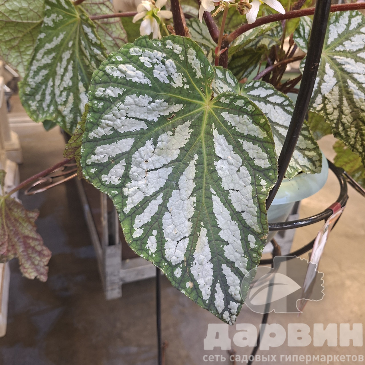 Бегония Рекс d19 h37 Tim 