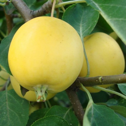 Яблоня штамбовая 7-ми летка 