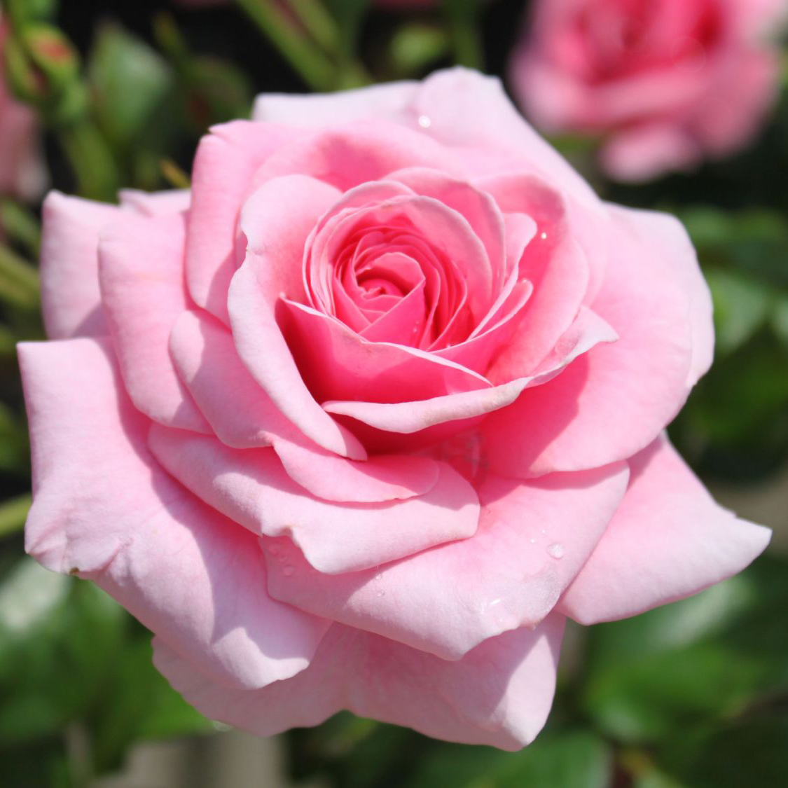 Роза шраб Дорнросченшлосс Сабабург 5л Dem 