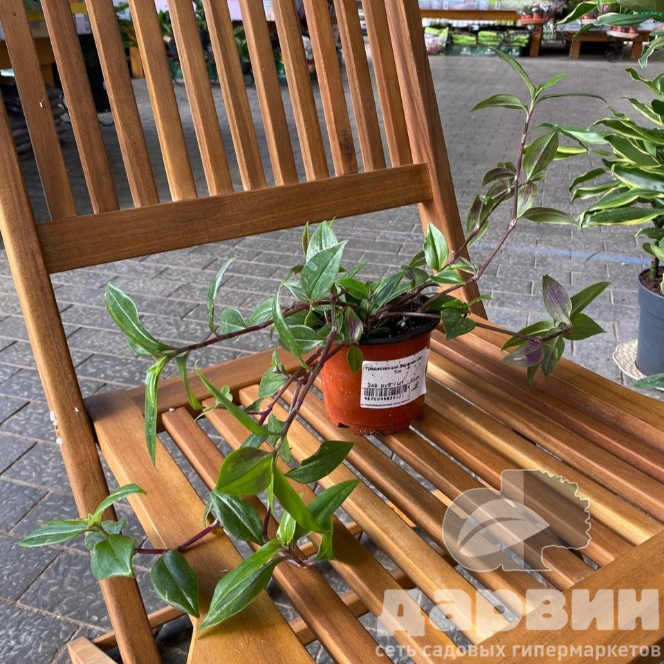 Традесканция Зеленая d10 Tim 