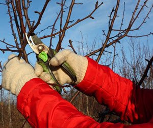 Весенняя обрезка в саду