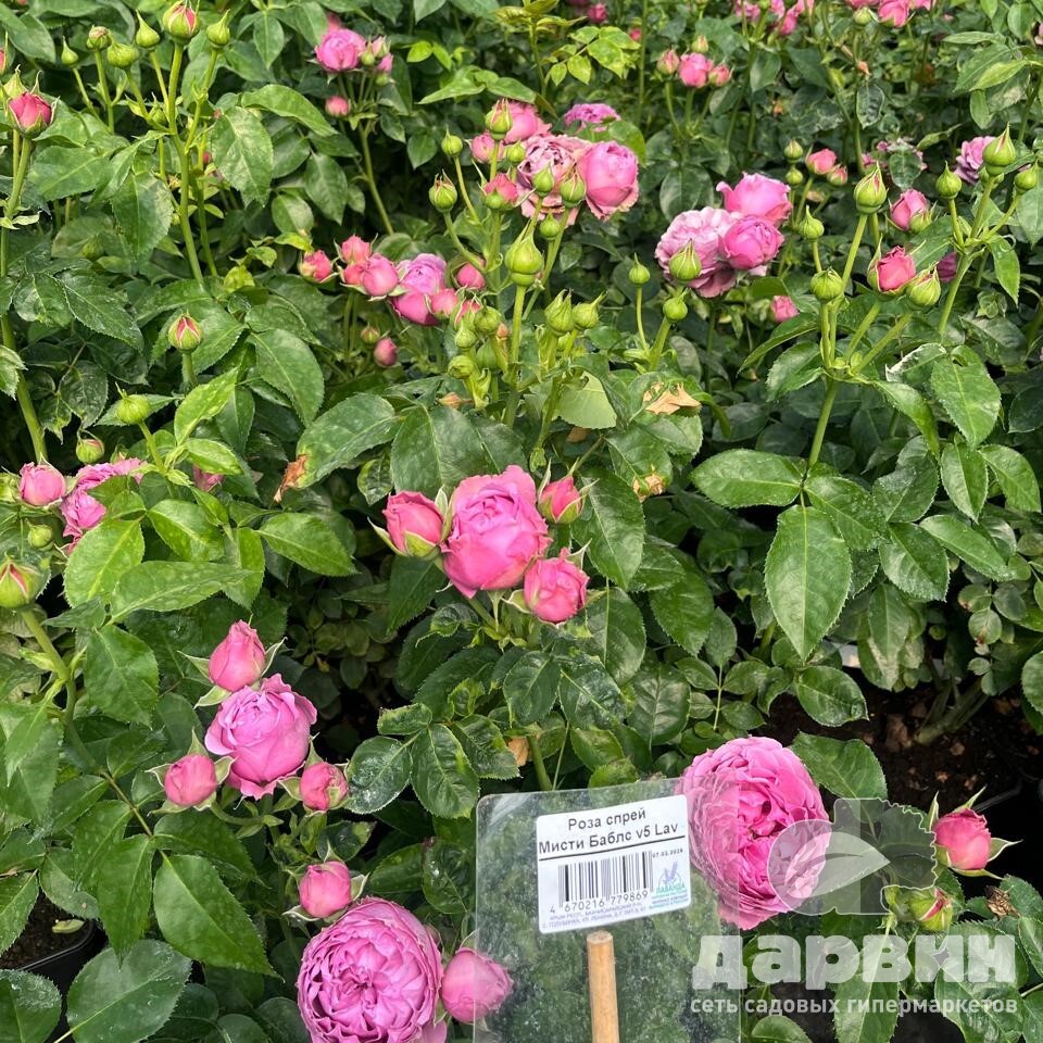 Роза спрей Мисти Баблс v5 Lav 