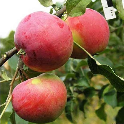 Яблоня Сласть Алтая 1-летка Tim 