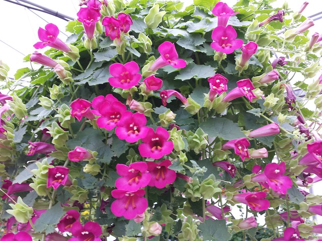 Лофоспермум d9-10,ХР 