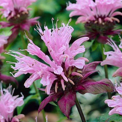 Монарда гибридная 'Бьюти оф Кобхэм'  Р9 