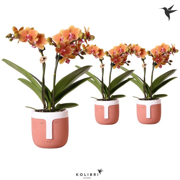 Фаленопсис Мультифлора Болзано 2 ст d9 h40 