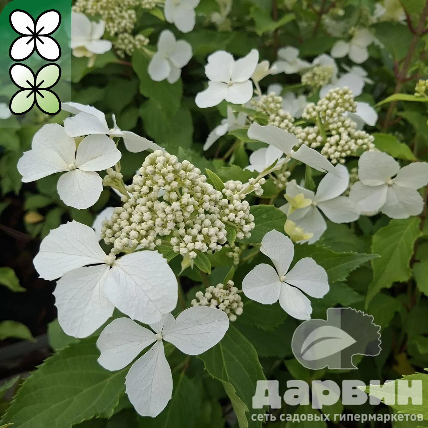 Гортензия метельчатая Левана С5 FD  