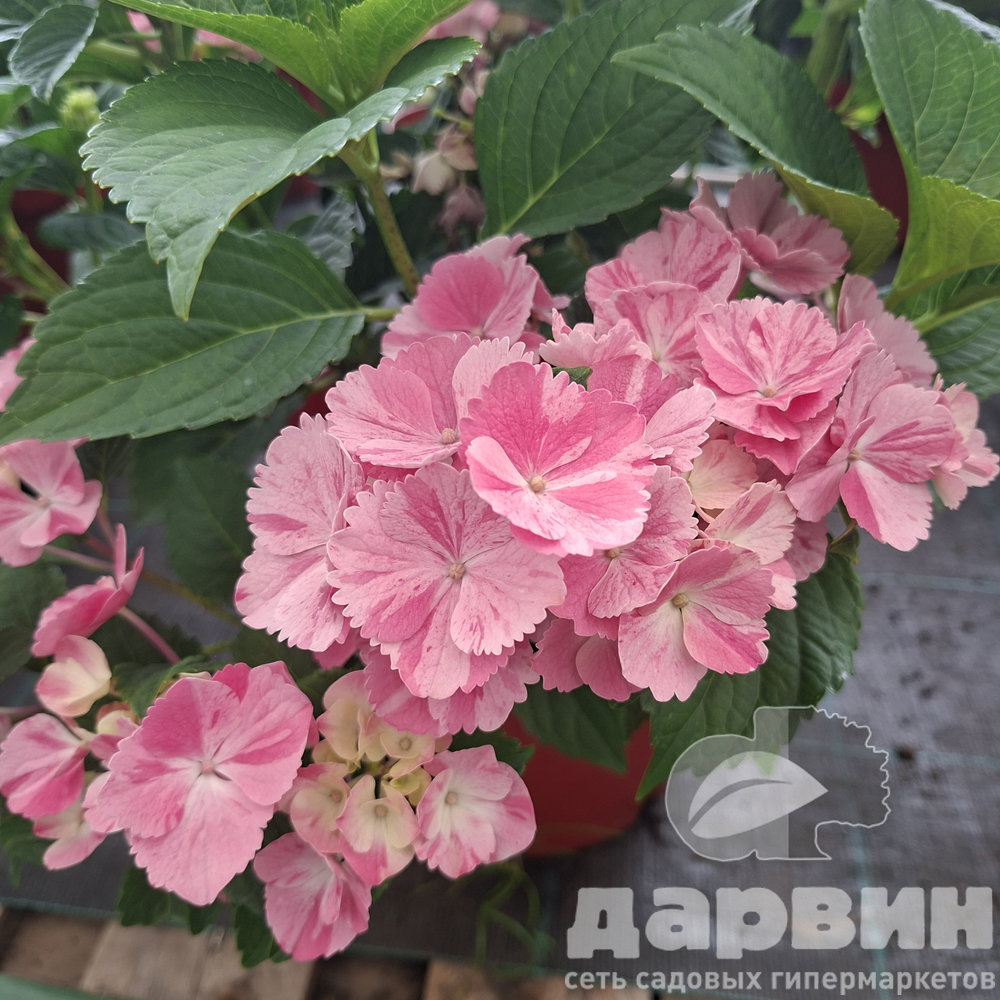 Гортензия крупнолистная Конфети Дрим v5 Tim 