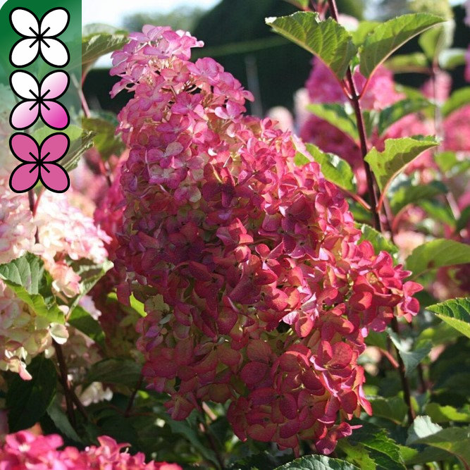 Гортензия метельчатая Фрайз Мелба v5 Lav 
