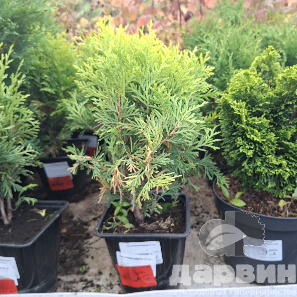 Туя западная Давид v2 Lav 