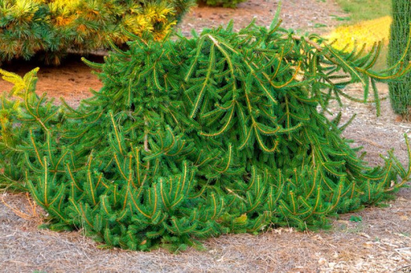 Ель обыкновенная Фробург 40-50 Mt 