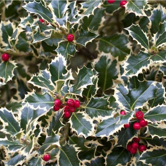 Падуб остролистный Мадам Бриот v2 Lav 