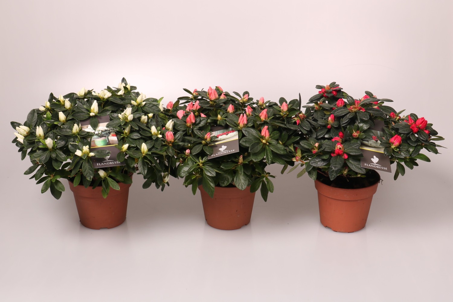 Азалия Симси микс d11 h17 