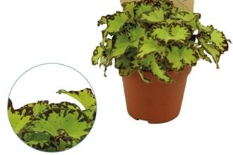 Бегония Рекс d8 