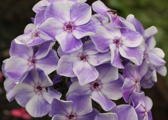 Флокс метельчатый Гжель С2 ЦО 