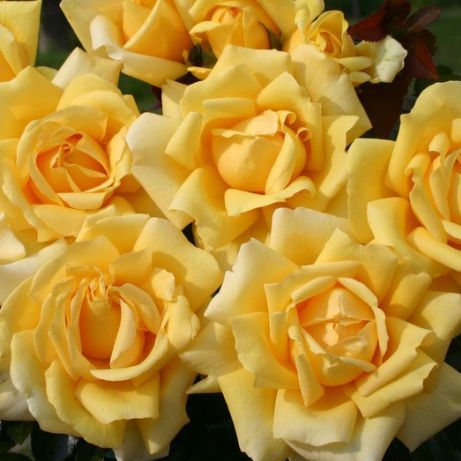 Роза чайно-гибридная Винтер Сан с5, Tim 