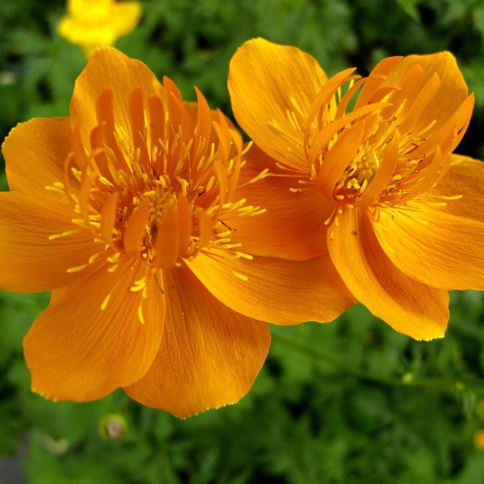 Купальница в асс. Р9 