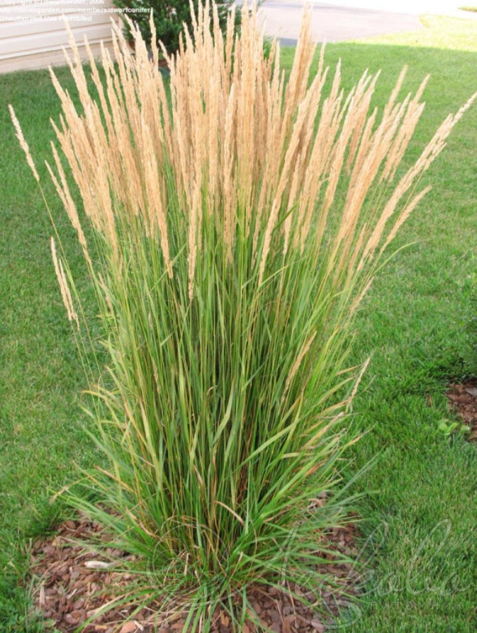 Вейник p9 Push 