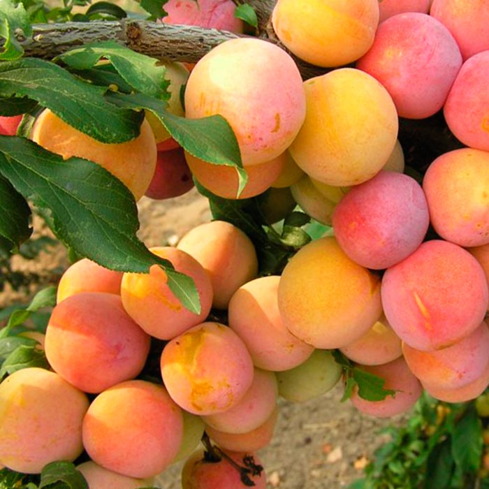 Алыча Принцесса v7 100-140 Tim 