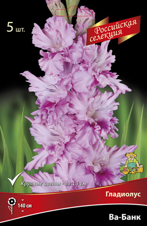 Луковица Гладиолус крупноцветковой 10/12 5шт. Поиск 