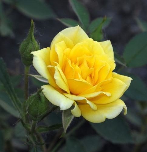 Роза бордюрная Еллоу долл v5 Lav 