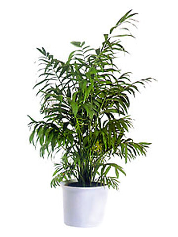 Хамедорея Элеганс d17 