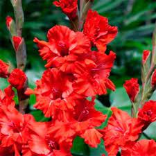 Луковица НВМ Гладиолус Файер Раффл 12/14 5шт 