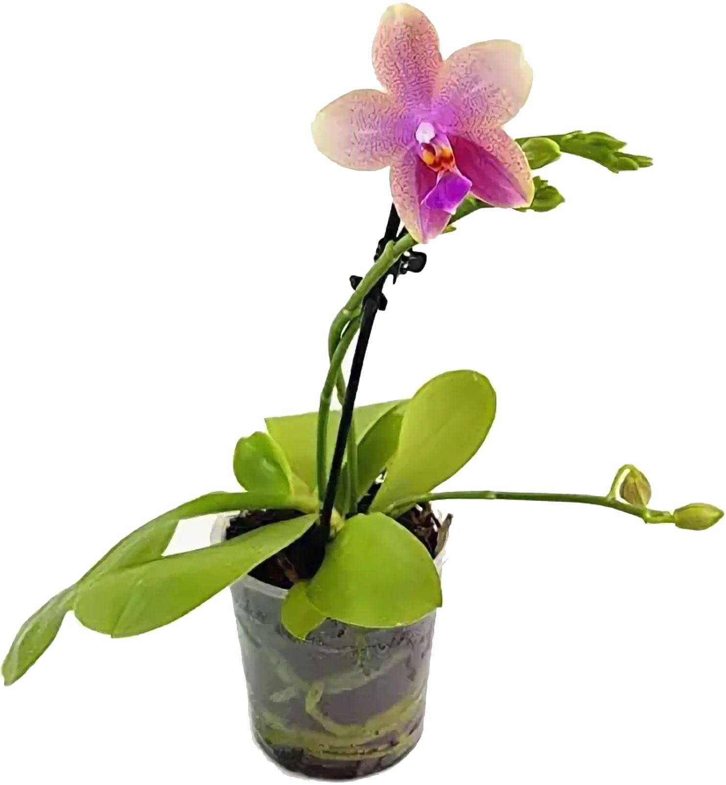 Орхидея Арома