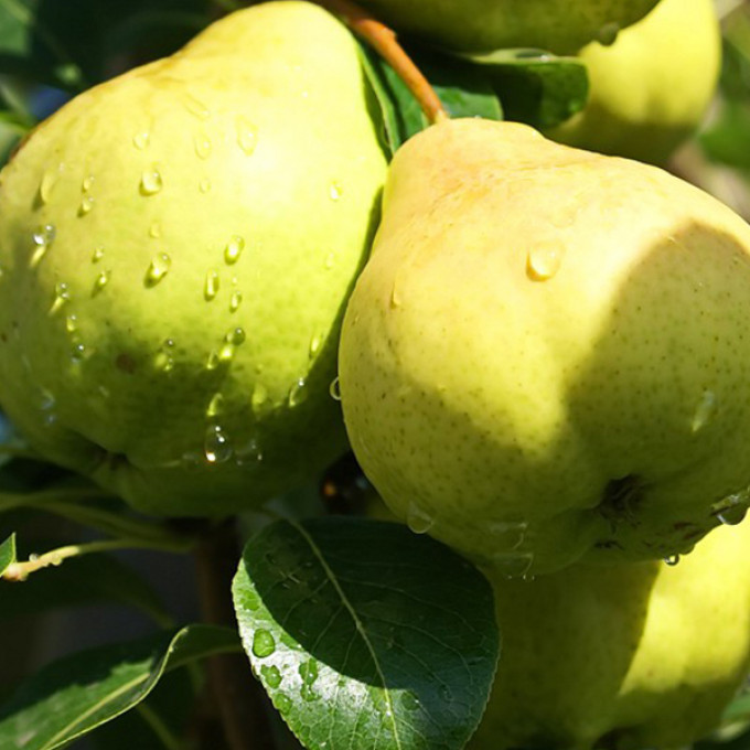 Груша Августовская Роса ранн v7 100-140 Tim по цене  Груша Августовская Роса ранн v7 100-140 Tim