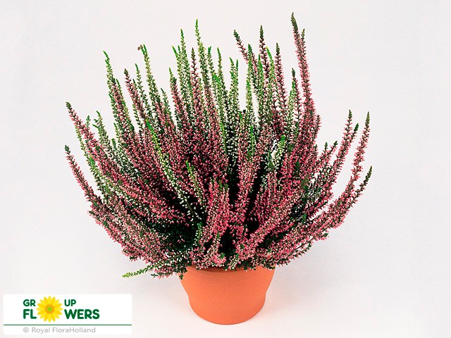 Вереск обыкновенный Гарден герлз Твин d11 h 15 