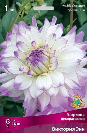Клубень Георгина декоративная Виктория Энн I 1шт Поиск 