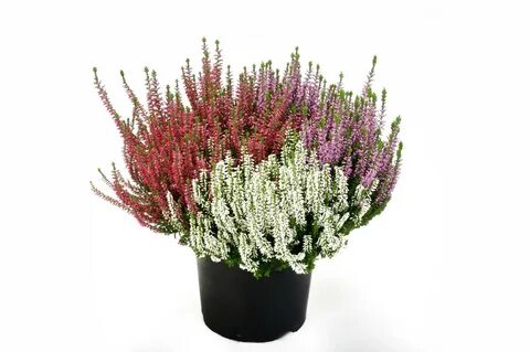 Вереск Бьюти Леди Трио d17 h20 