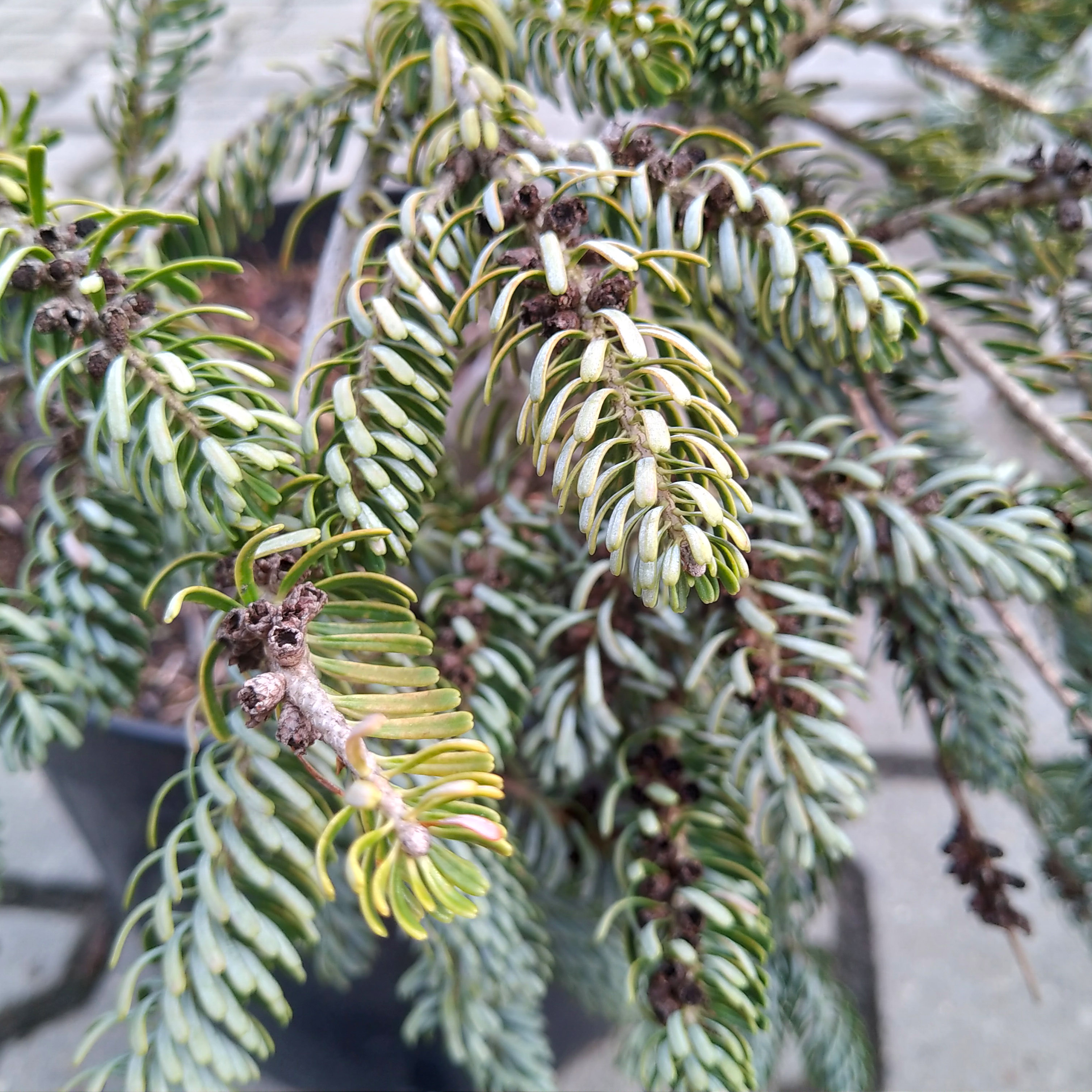 Пихта корейская Сильвер сноу 40-50 Tw 