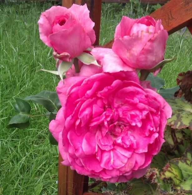 Роза парковая Декор Роуз розовый в коробке ЦО 