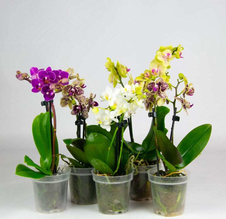 Фаленопсис 3 ст микс d12 h75 