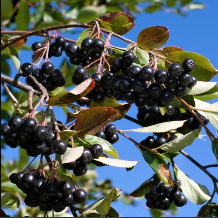 Рябина черноплодная Хугин v2 Lav 