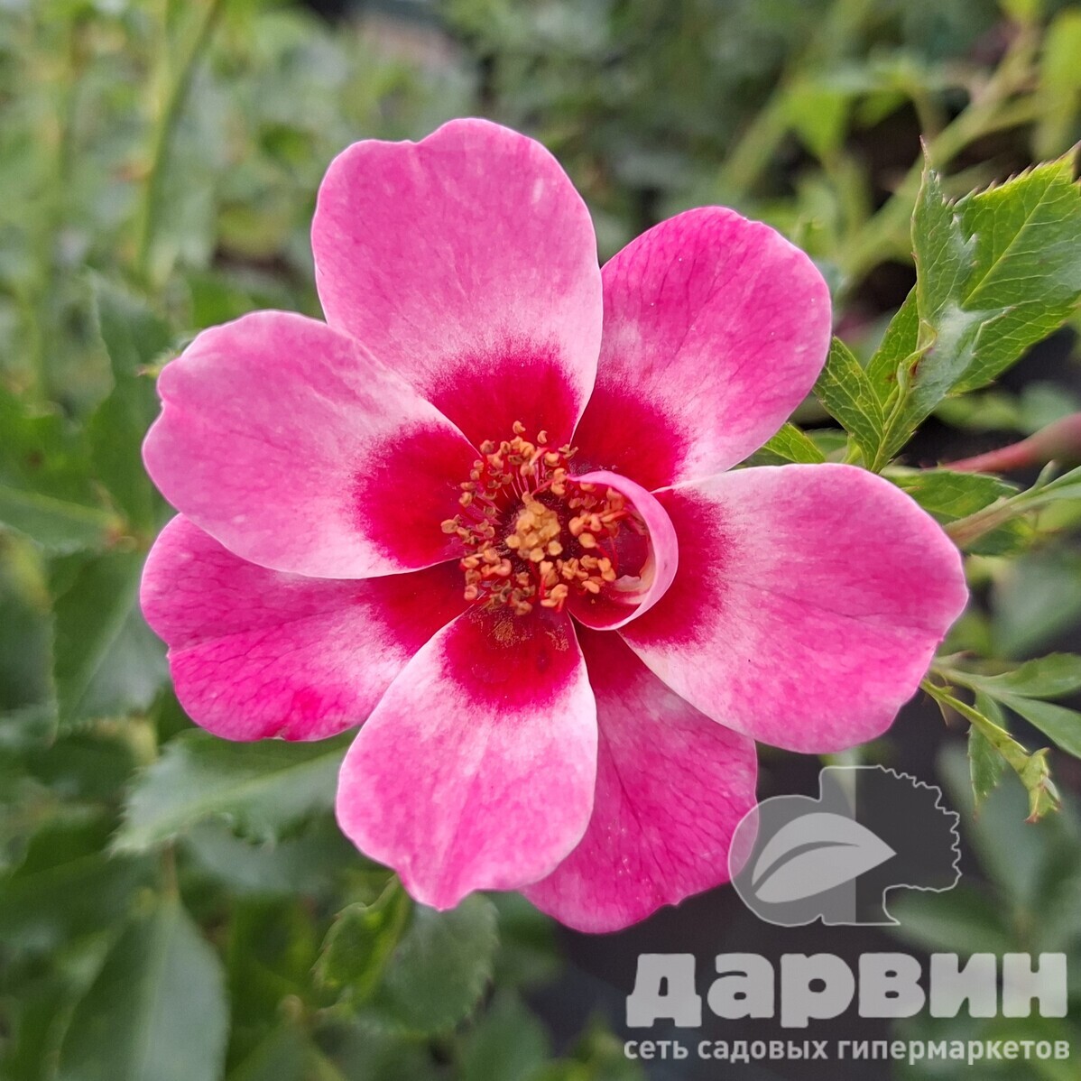 Роза кустовая Бэбилон Куин Айс v5 Lav 