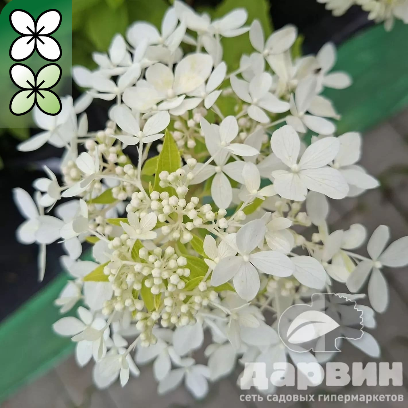 Гортензия метельчатая Дентель де Горрон v5 Lav 