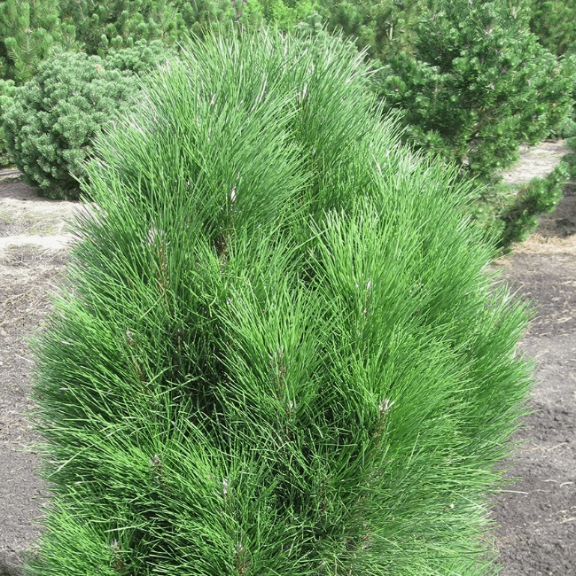 Сосна черная Грин Тауэр v5 30-40 см Lav 